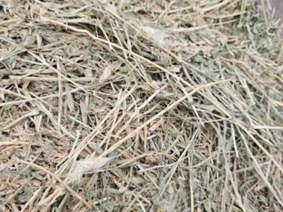 Alfalfa Hay with some foxtail