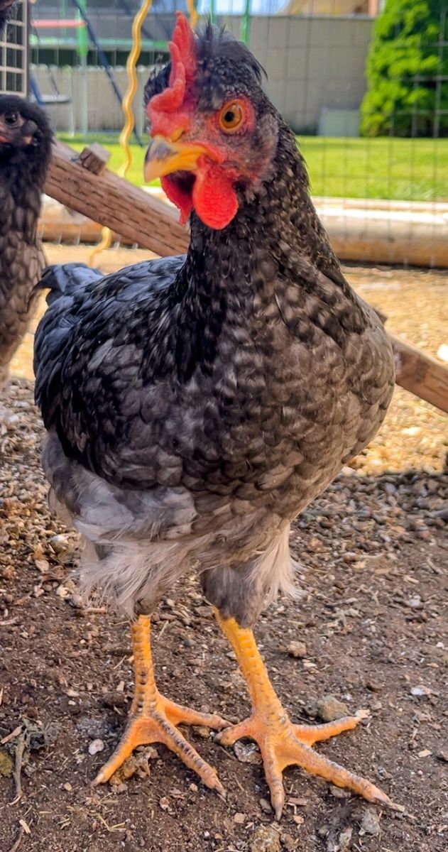 Sapphire Olive Egger Cockerel Free to a good home