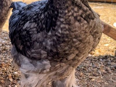 Sapphire Olive Egger Cockerel Free to a good home