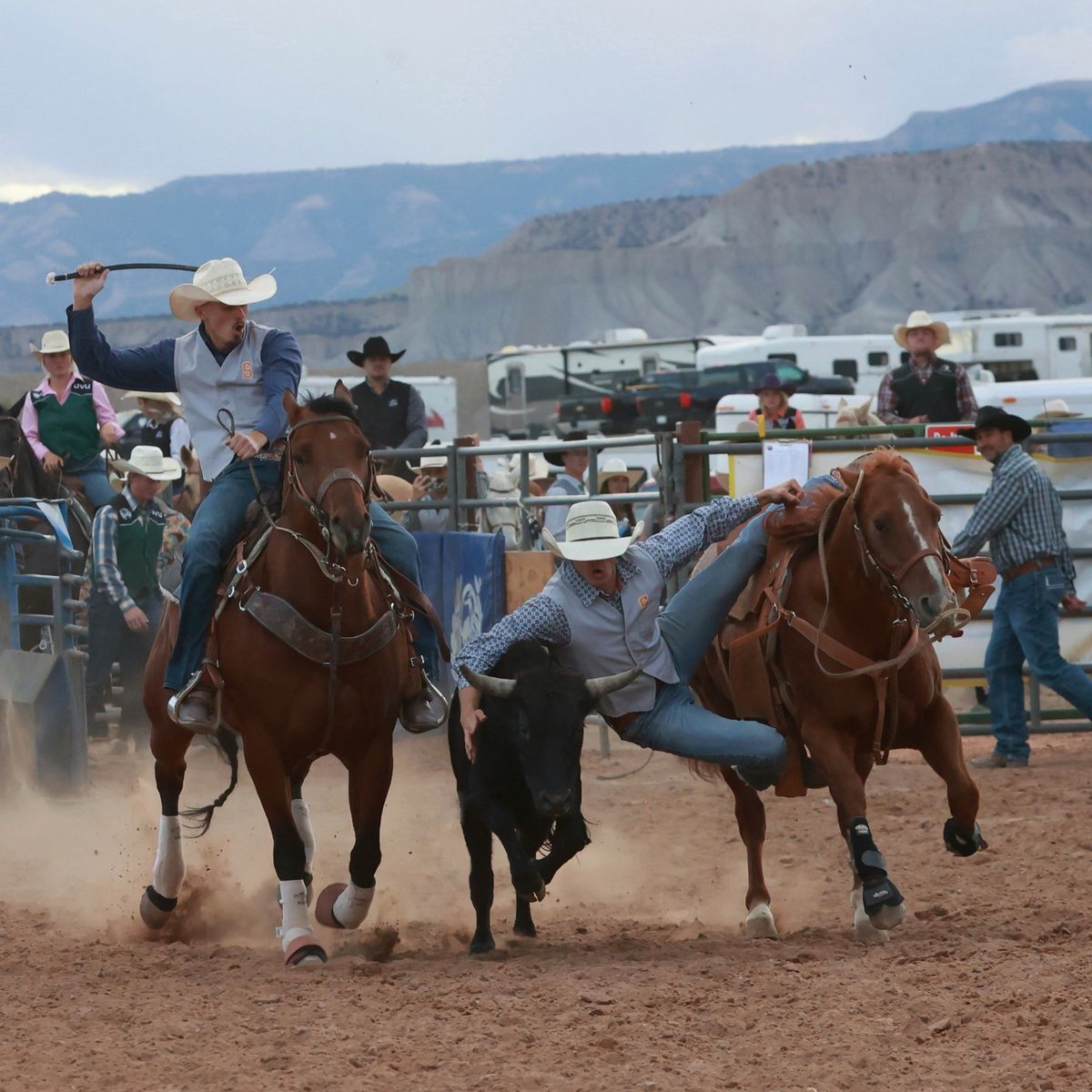 Steer wrestling horse