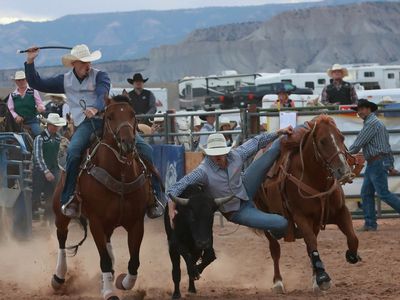 Steer wrestling horse