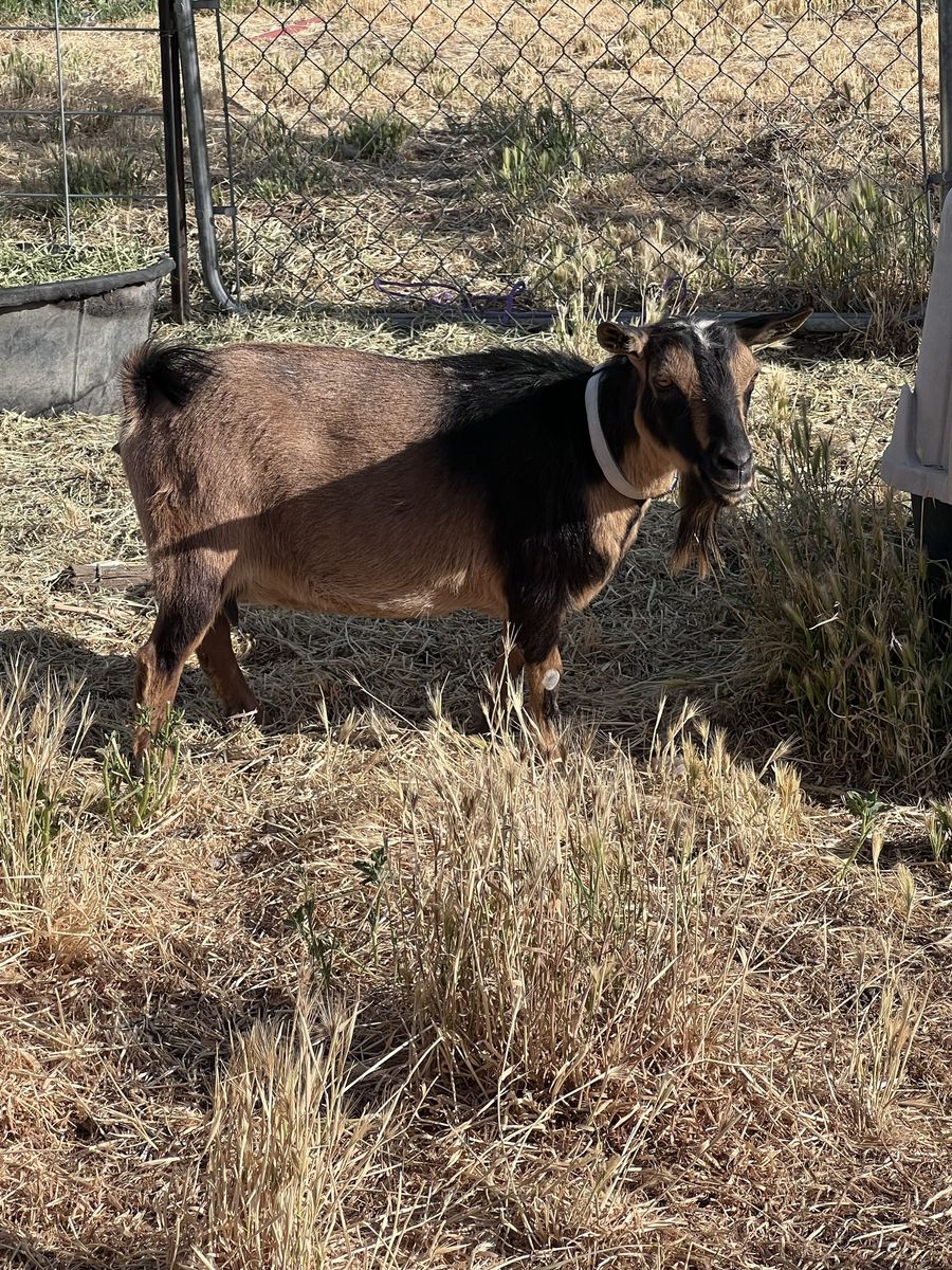 Nigerian dwarf doe