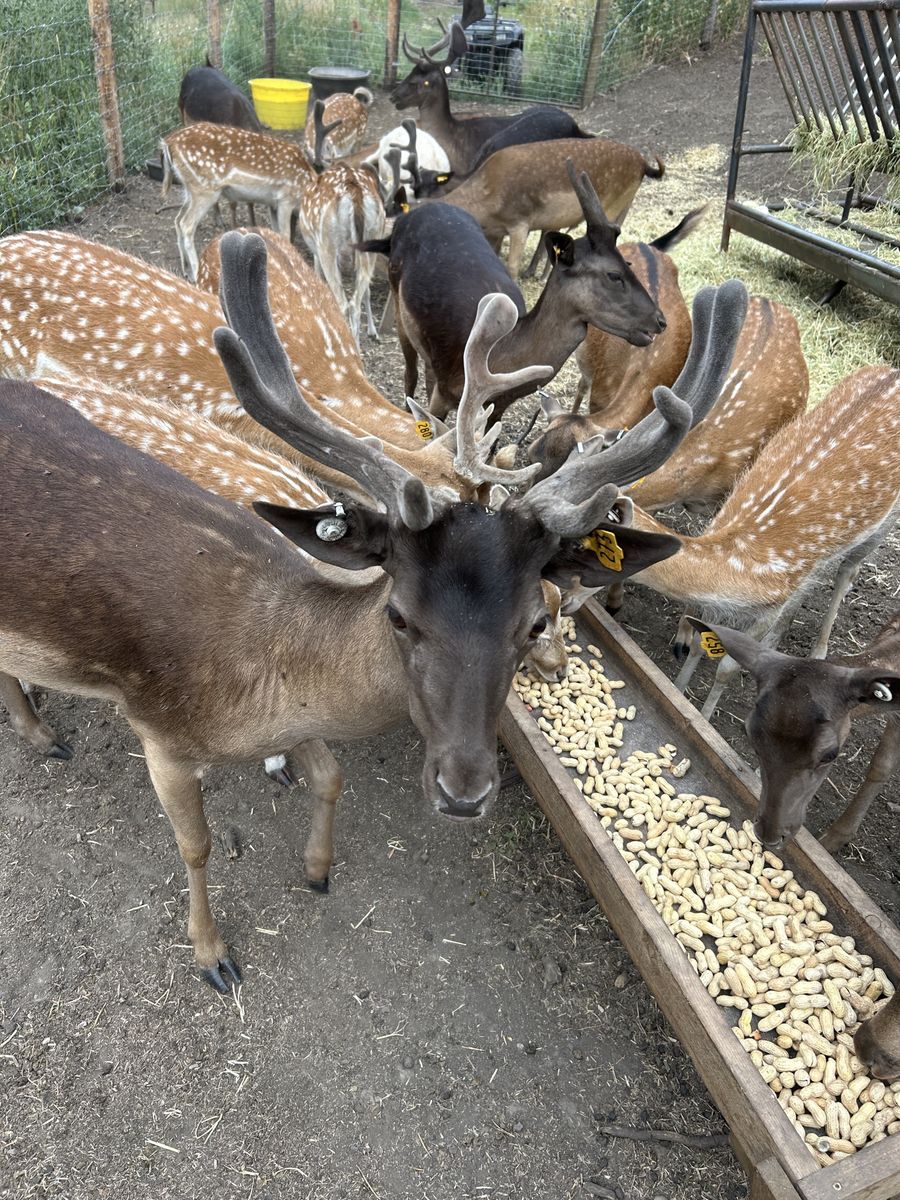 Fallow Deer - Bucks & Does for Breeding Stock or Custom Hunts