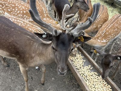 Fallow Deer - Bucks & Does for Breeding Stock or Custom Hunts