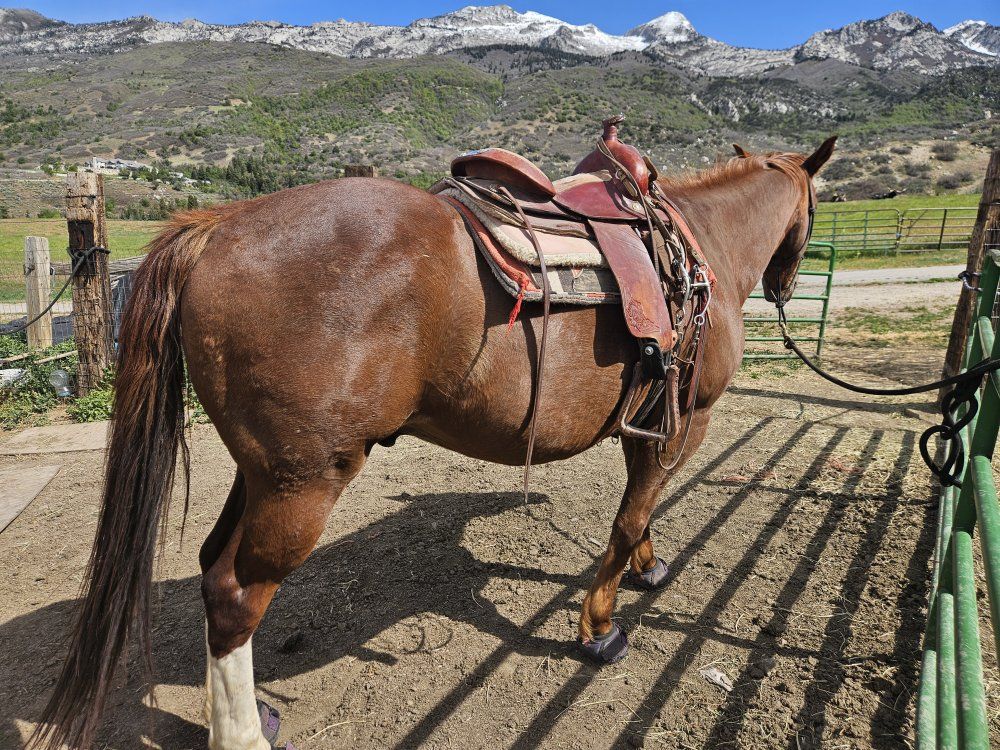 17yr Gelding ready to ride