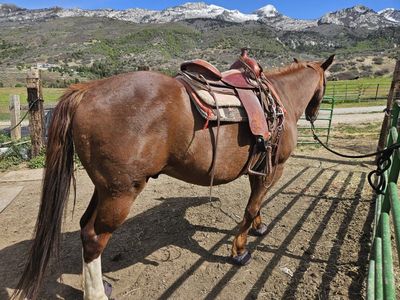17yr Gelding ready to ride