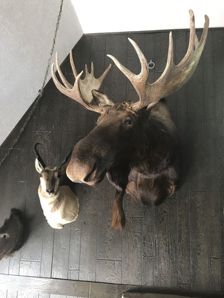 Moose Shoulder Mount