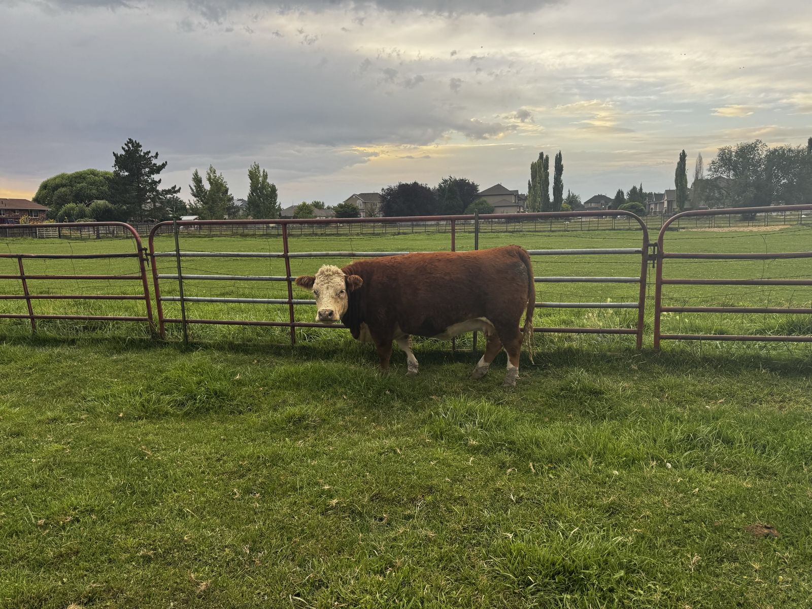 Bred mini Hereford