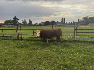 Bred mini Hereford