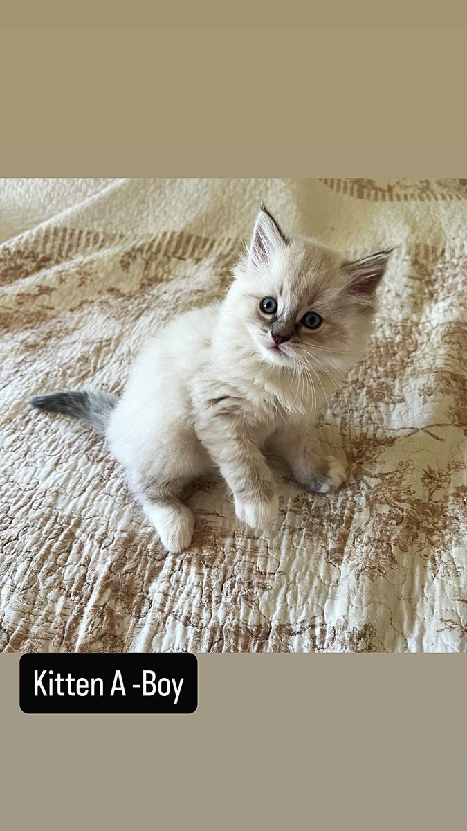 Ragdoll Kittens - 2 Girls & 2 Boys taking reservations