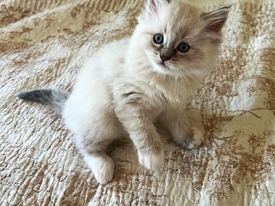 Ragdoll Kittens - 2 Girls & 2 Boys taking reservations
