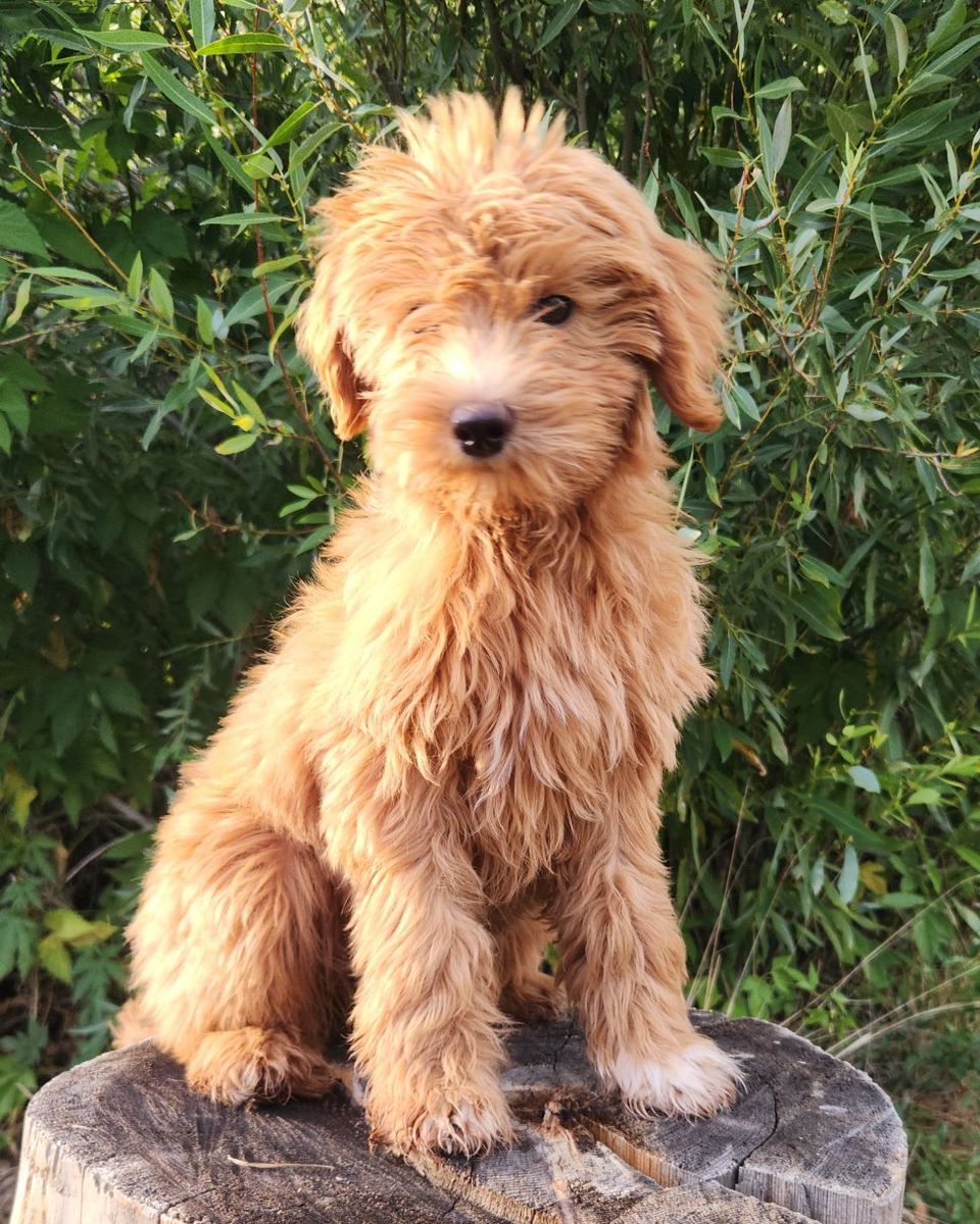 Mini Goldendoodle 