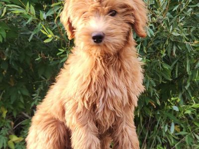 Mini Goldendoodle
