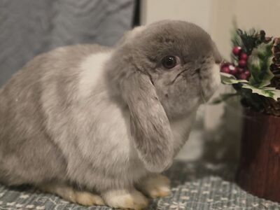 Holland Lop bunnies