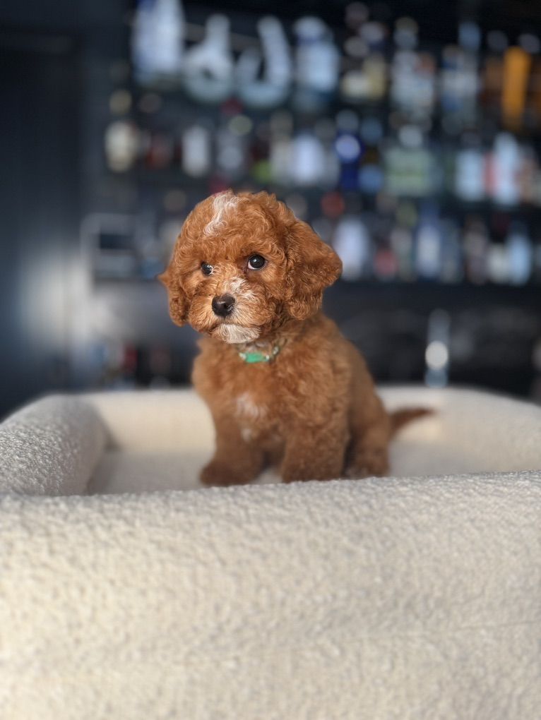 Stunning Deep Red/white Cavapoo boy Puppy