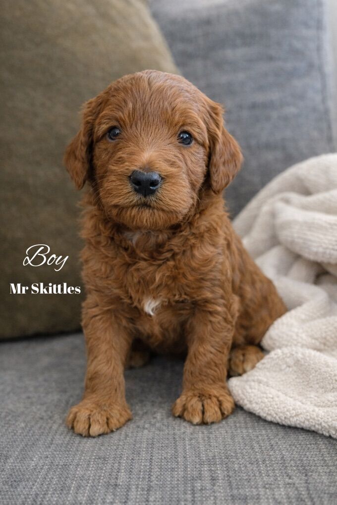 Multigen Red Goldendoodle Puppies