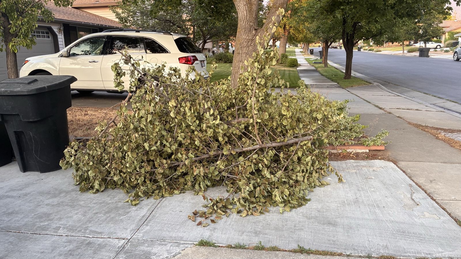 FREE Cut Tree Branch for Gardening or Hugelkultur