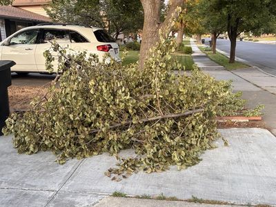 FREE Cut Tree Branch for Gardening or Hugelkultur
