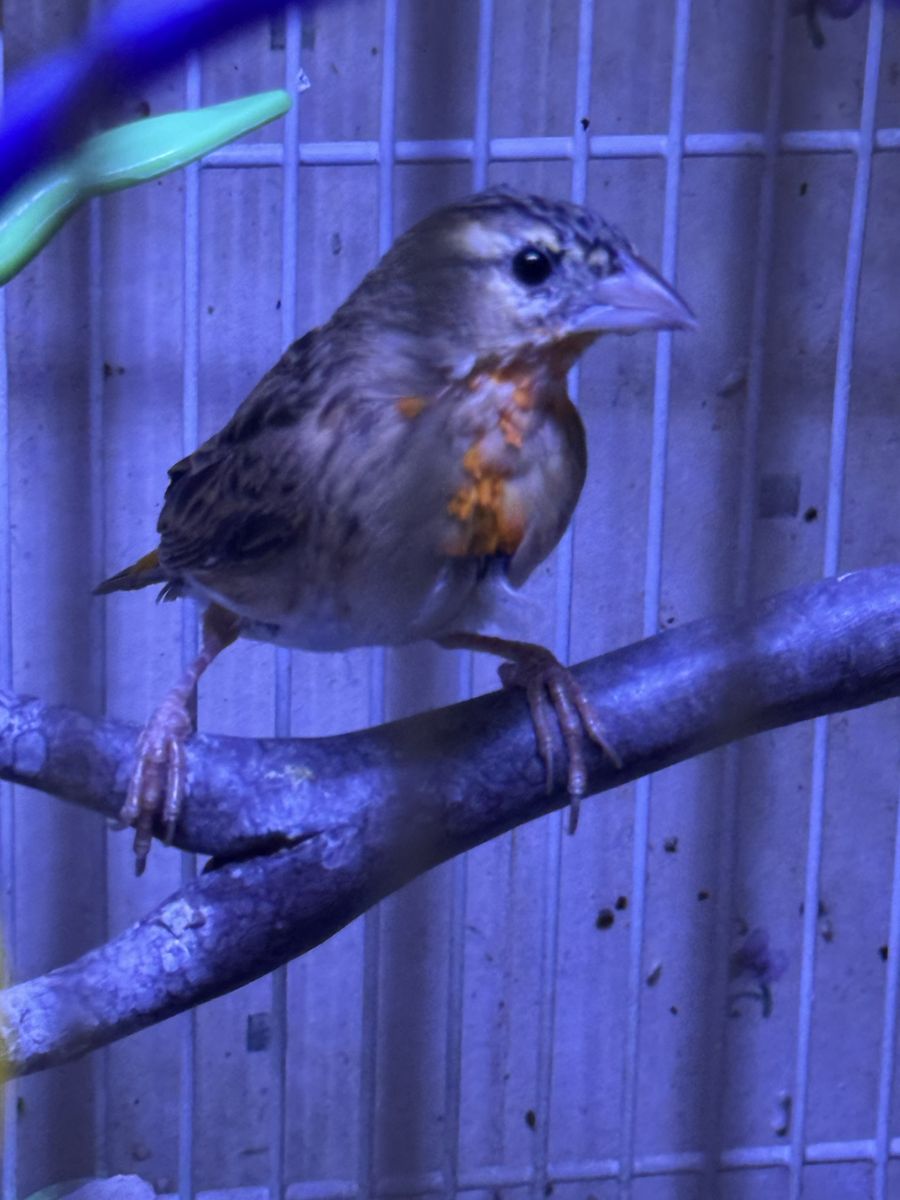 Male orange Weaver