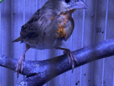 Male orange Weaver