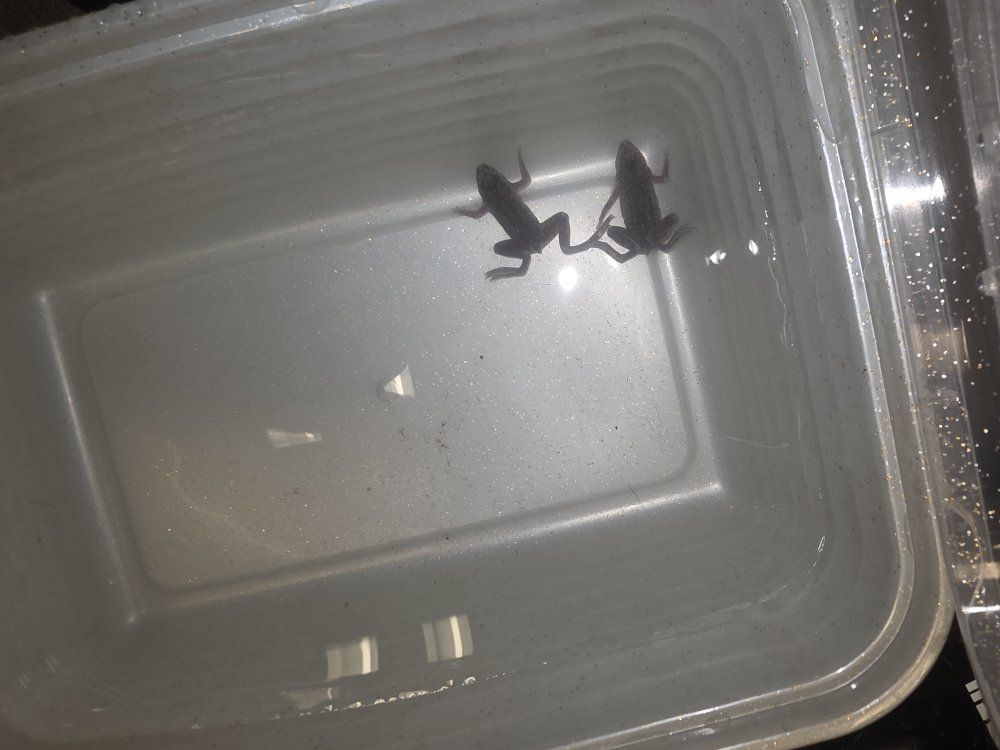 Two African Dwarf Frogs - Healthy and Active Aquatic Pets