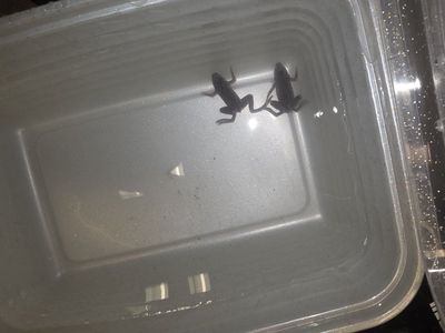 Two African Dwarf Frogs - Healthy and Active Aquatic Pets
