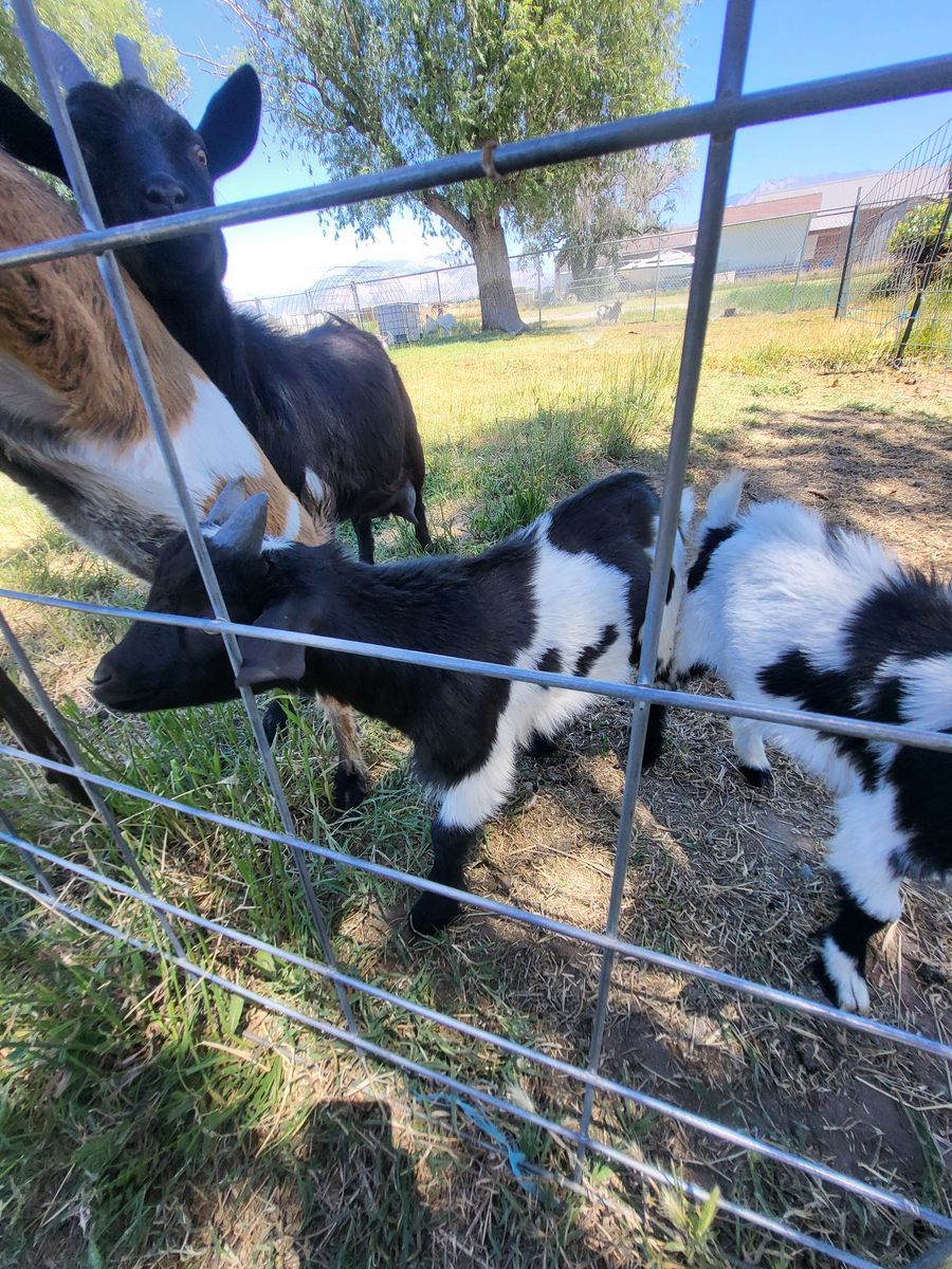 Male Nigerian dwarf goats