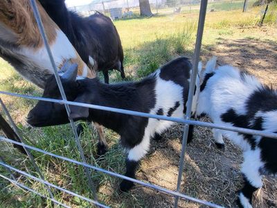 Male Nigerian dwarf goats