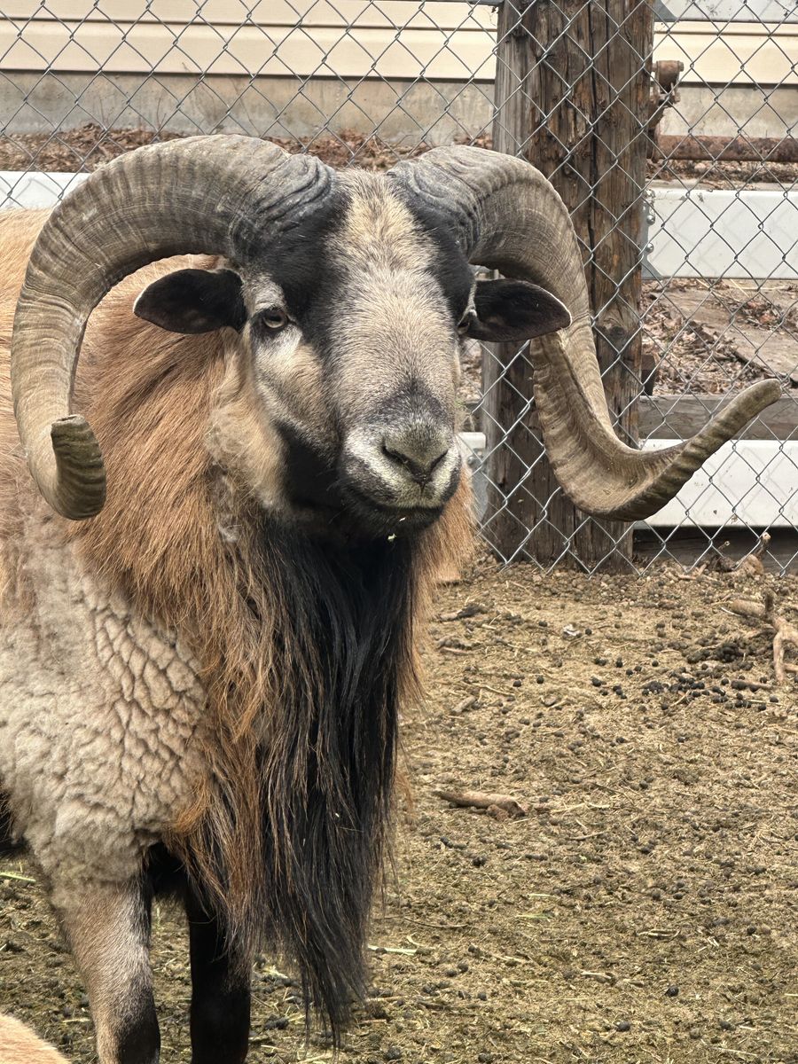 Barbado Sheep $150-$450