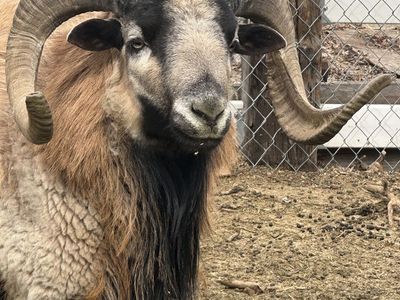 Barbado Sheep $150-$450