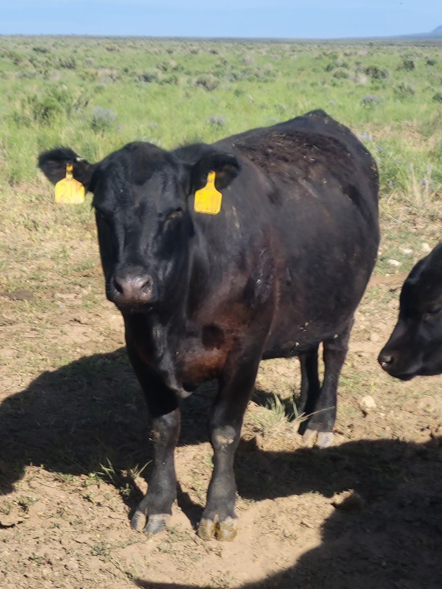 Registered Black Angus Cows