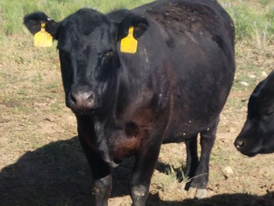 Registered Black Angus Cows