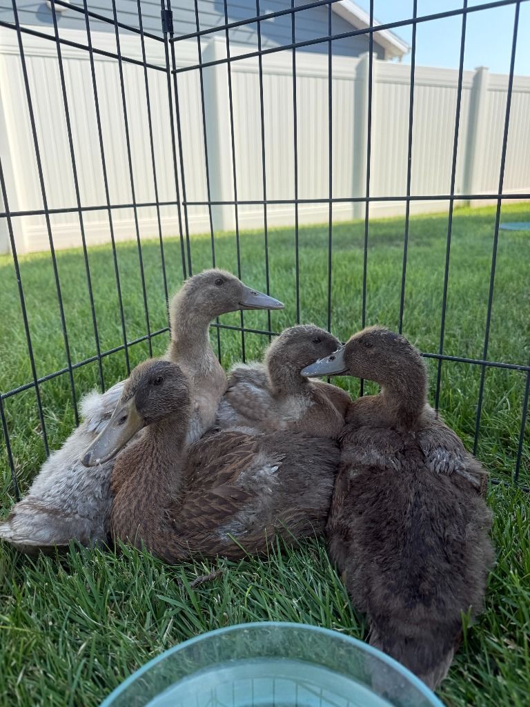 Sweet Ducks