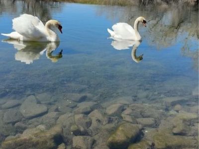Mute swans