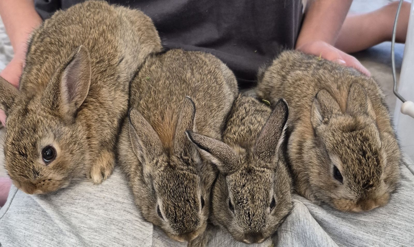 Rex/mini lop bunnies