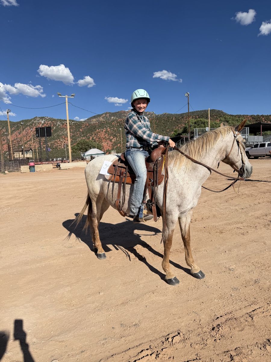 Healthy Roan Horse for Sale 