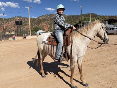 Healthy Roan Horse for Sale