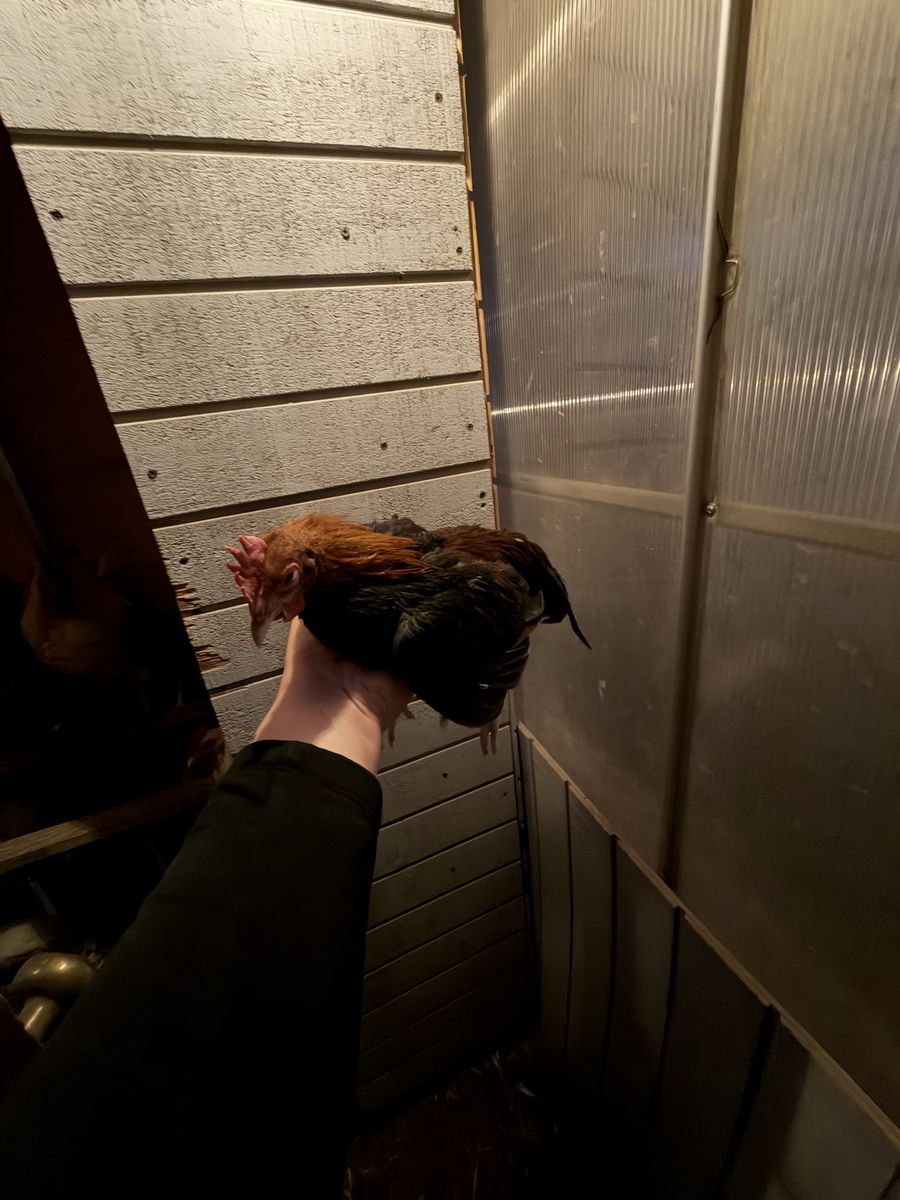 Two Bantam Roosters