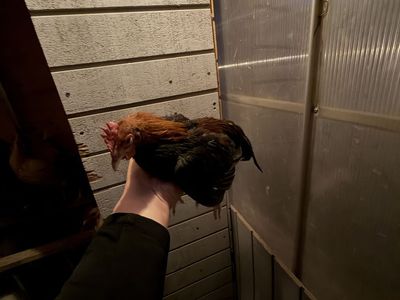 Two Bantam Roosters