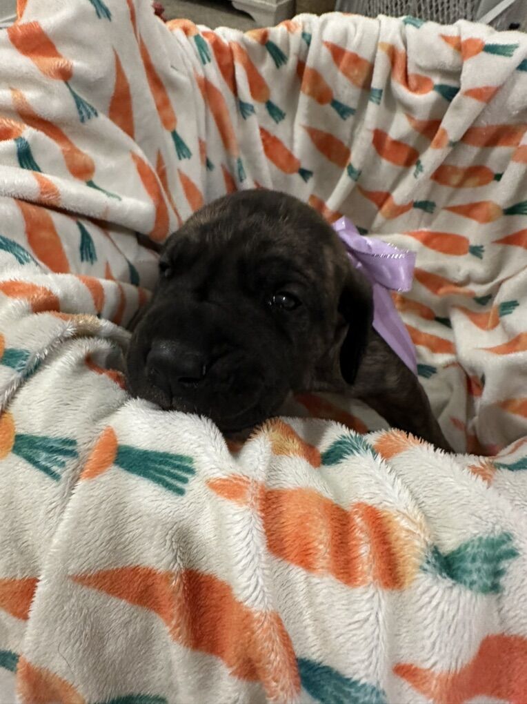 Great Dane Puppies – Ready Around Easter!