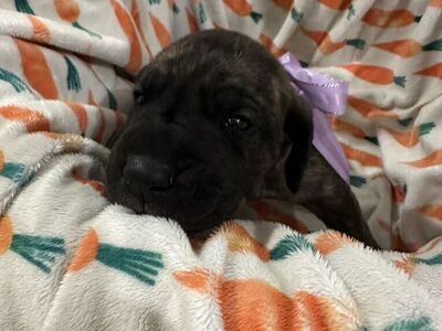 Great Dane Puppies – Ready Around Easter!