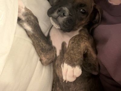 Boxer Puppy