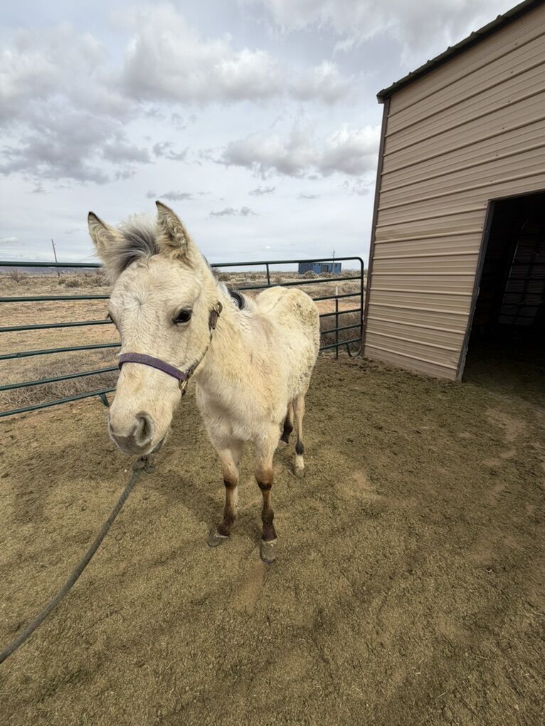 AQHA Buckskin Weanling