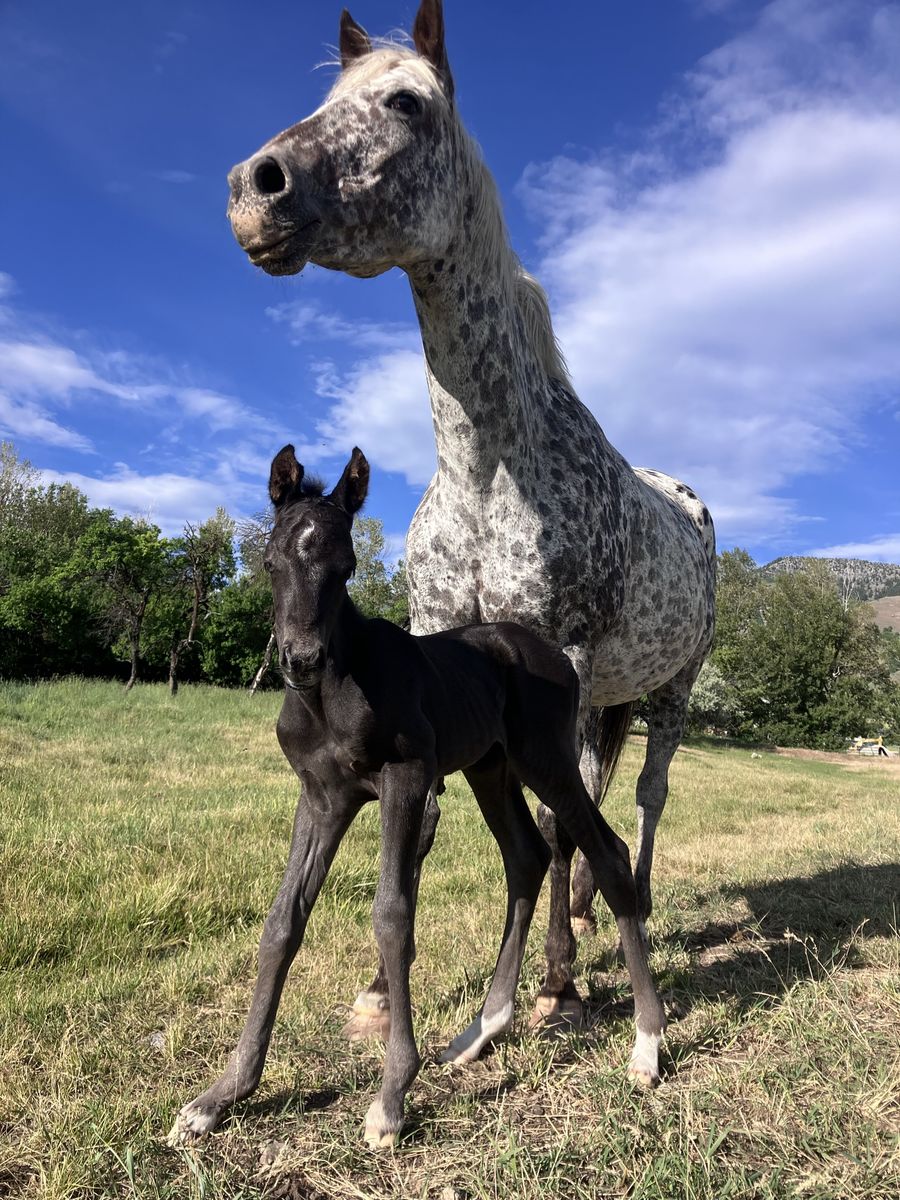2026 Appy Colt