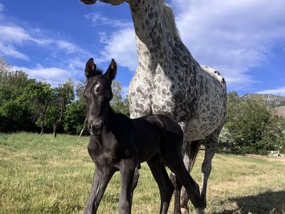 2026 Appy Colt