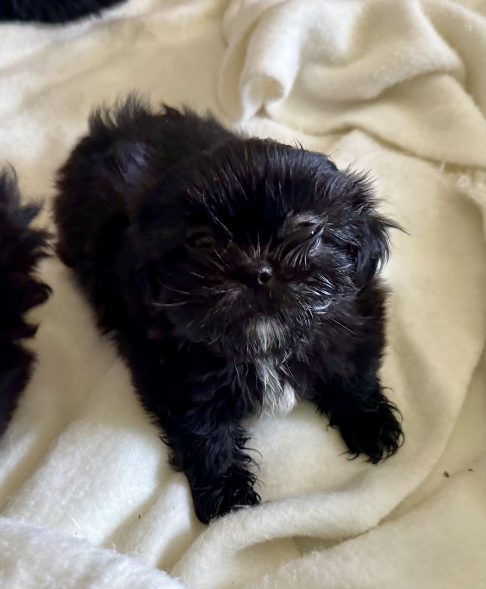 Adorable Black Shih Tzu Puppy - Ready for Adoption!