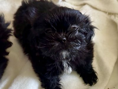 Adorable Black Shih Tzu Puppy - Ready for Adoption!