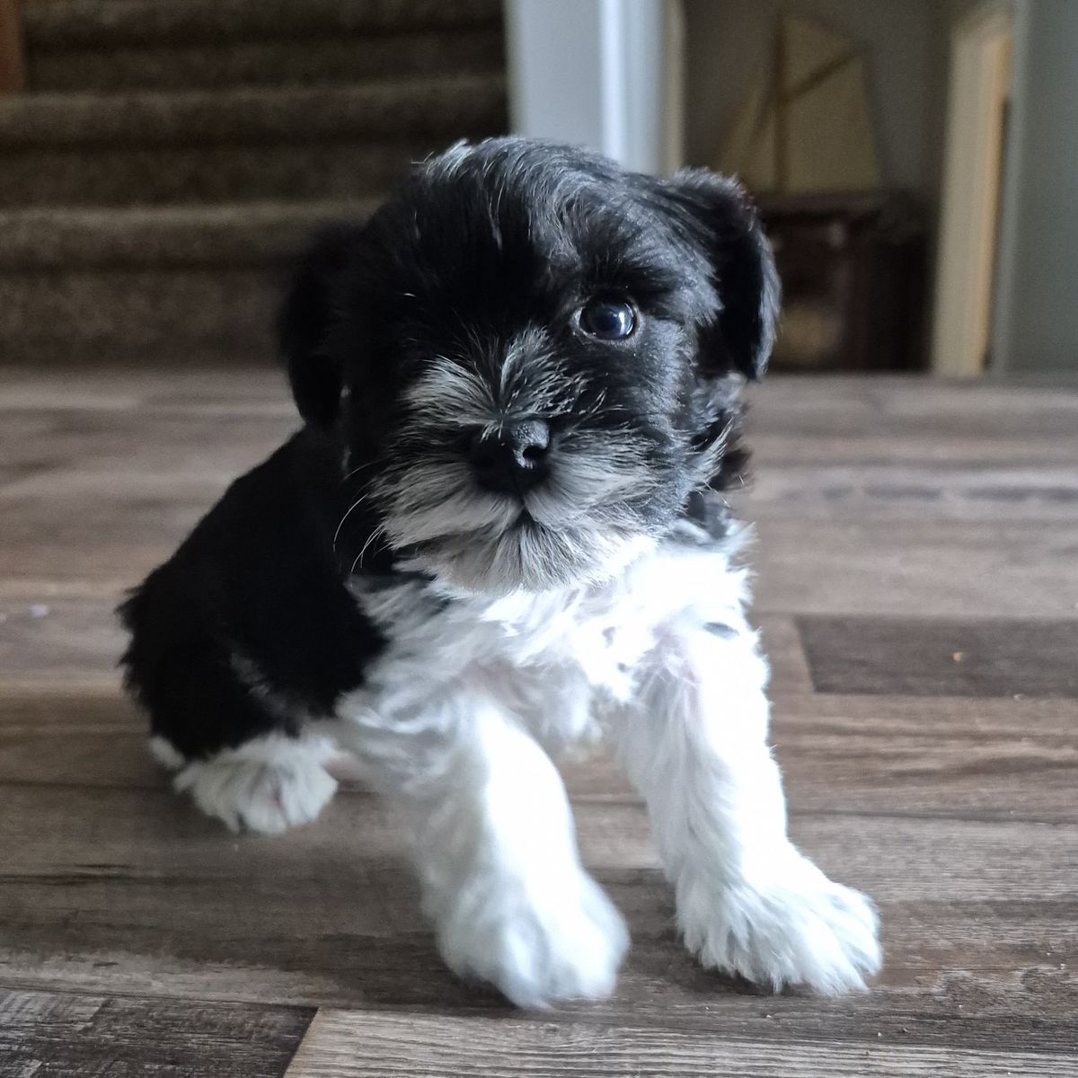 AKC mini/toy party Schnauzers