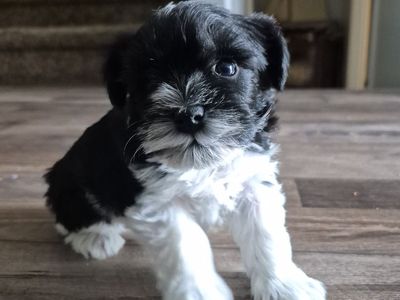 AKC mini/toy party Schnauzers