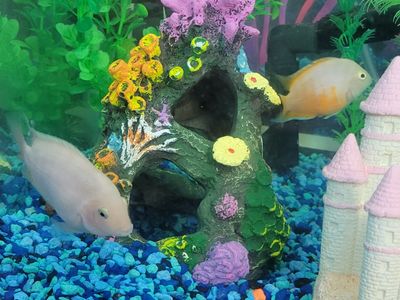 Albino Pink Convict Cichlids